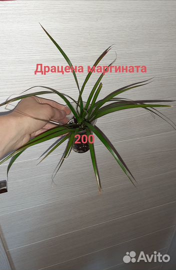 Комнатные растения, бегонии, пеперомии и др