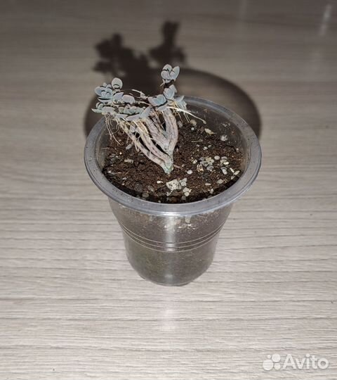 Суккуленты