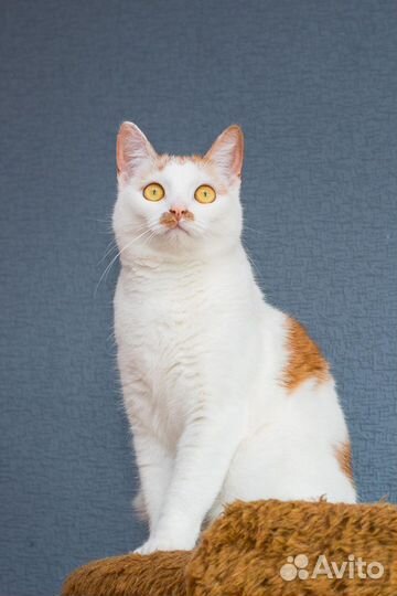 Кошка белая рыжая в добрые руки бесплатно