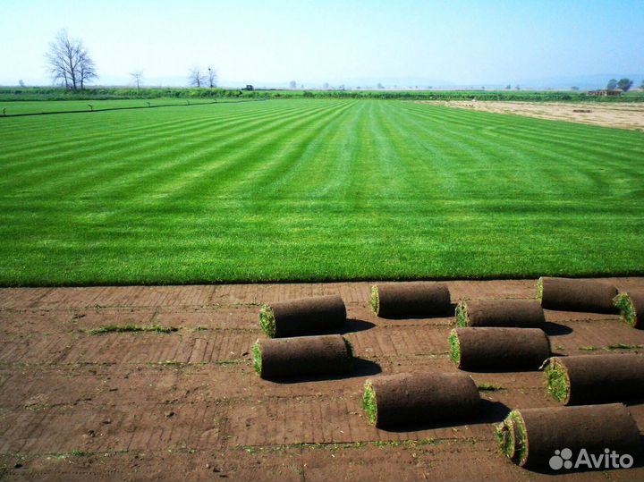Укладка и продажа газона
