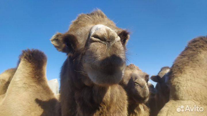 Верблюд