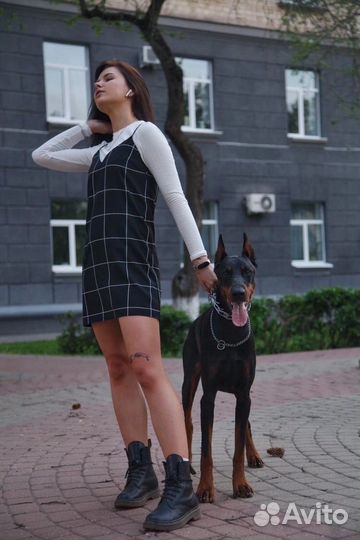 Фотосессия с доберманом