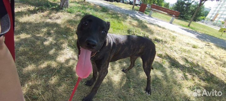 Питбуль прайтер