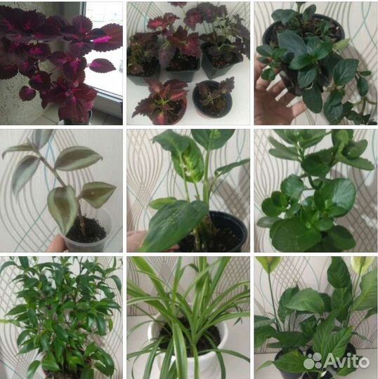 Комнатные цветы