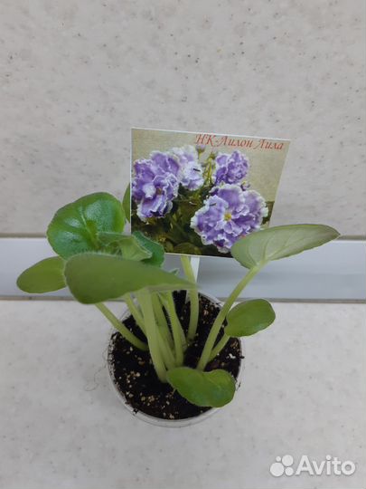 Детки сортовых фиалок