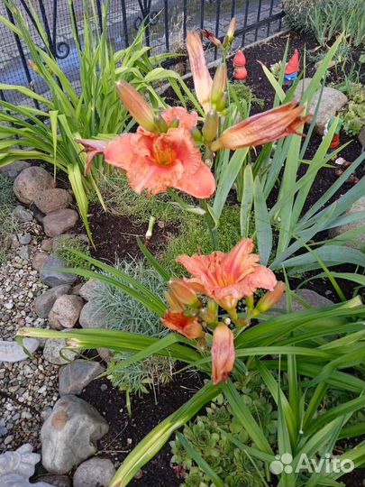 Многолетние цветы