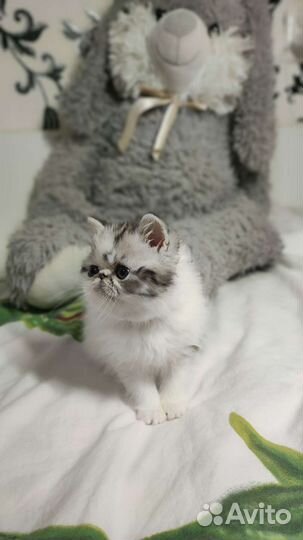 Экзотическая короткошерстная