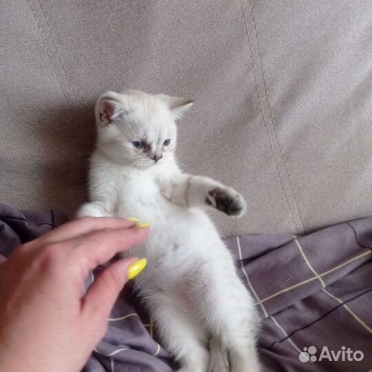Британский котенок серебристая шиншилла