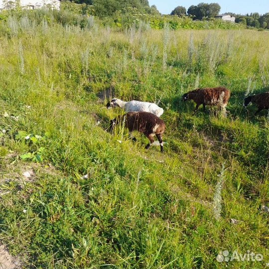 Овца матки с ягнятами