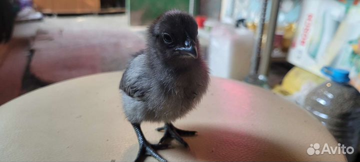 Черные цыплята ухейилюй