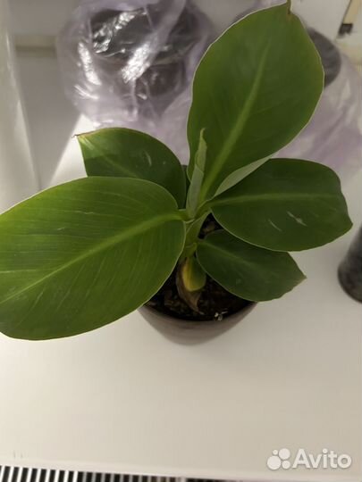 Банан комнатный