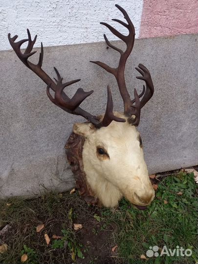 Голова оленя с рогами