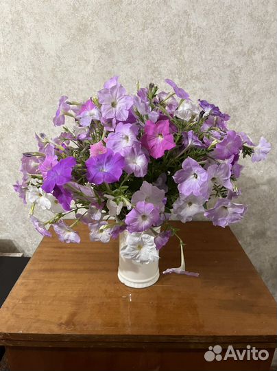 Букет петунии