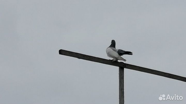 Голуби статные