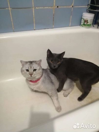 Отдам котят в добрые руки