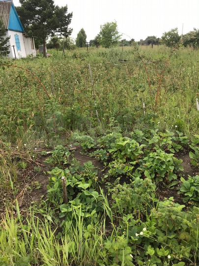 Участок 6 сот. (СНТ, ДНП)