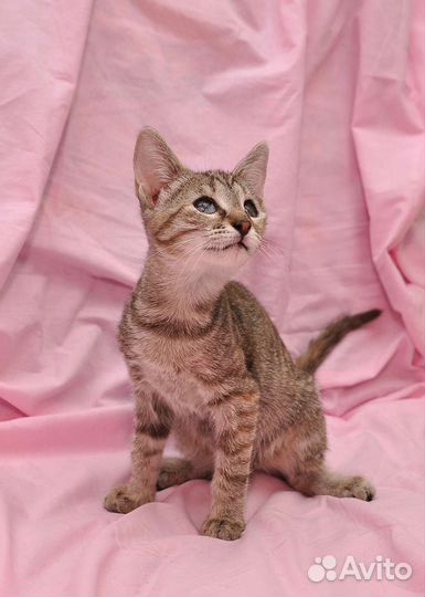 Необыкновенный котёнок