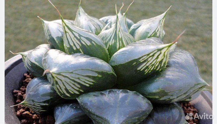 Редкие, коллекционные суккуленты