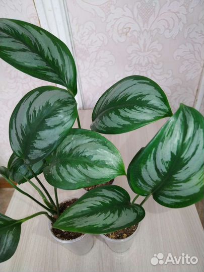 Эпипремнум, сциндапсус