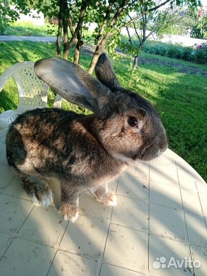 Кролики на развод