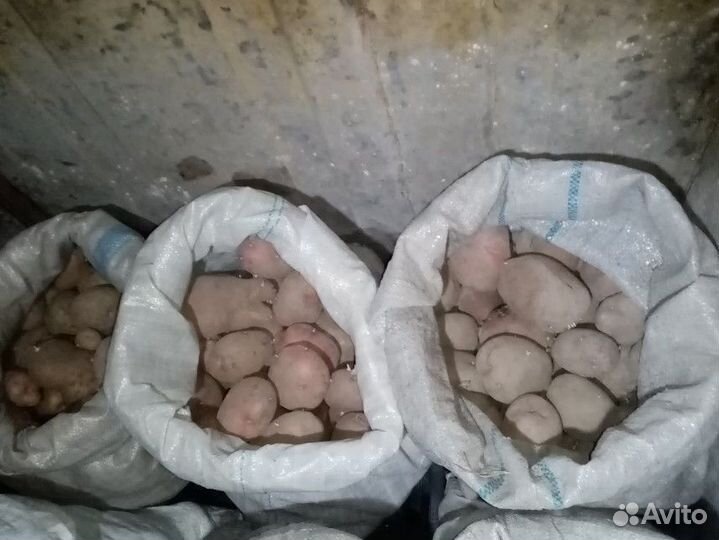 Картофель домашний