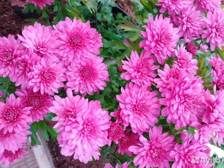 Хризантемы мультифлора