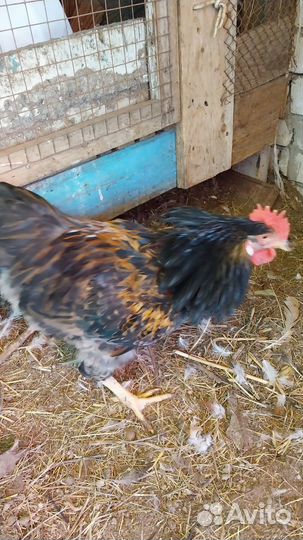 Петух 9 месяцев