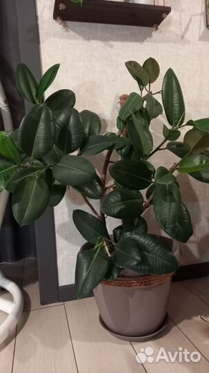 Фикус каучуконосный