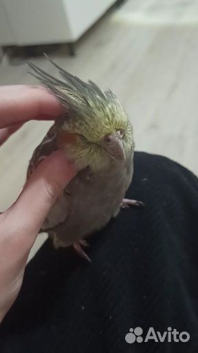 Корелла выкормыш