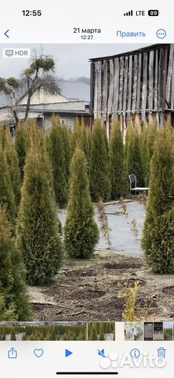 Туя смарагд