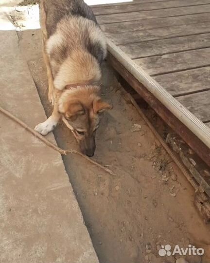 Собака в добрые руки