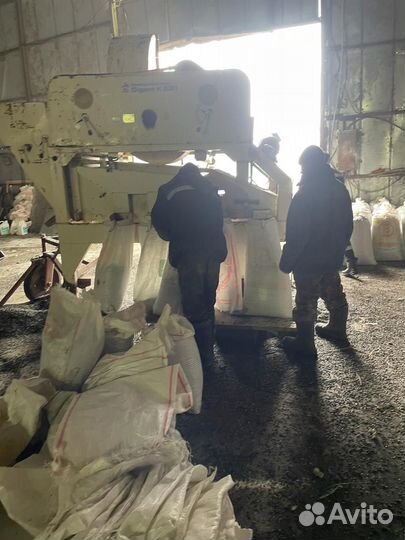 Продам семена подсолнечника