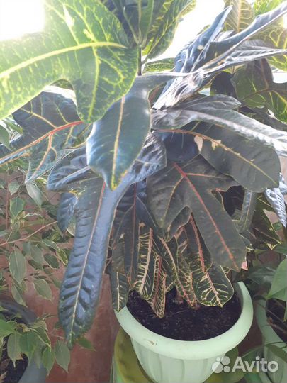 Цветы домашние в горшках