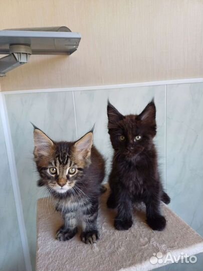 Котята мейн-кун