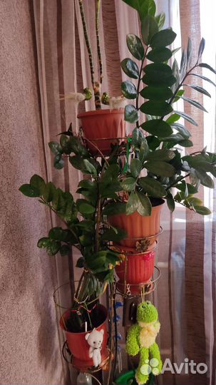 Замиокулькас