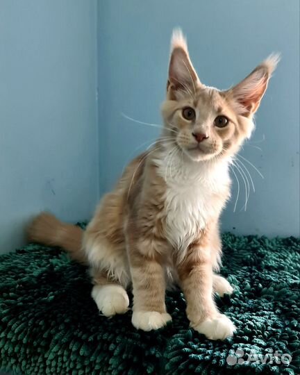 Кистявый красавчик