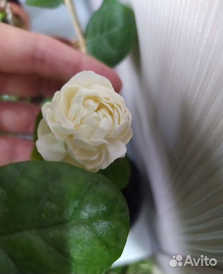 Жасмины комнатные