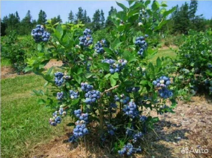 Саженцы голубики