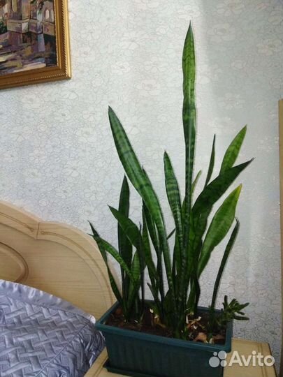 Сансевиерия