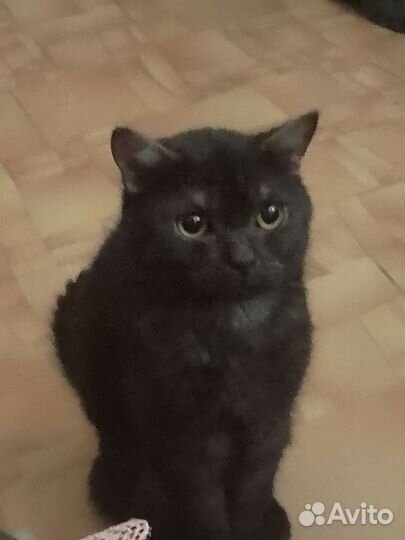 Британский кот в добрые руки