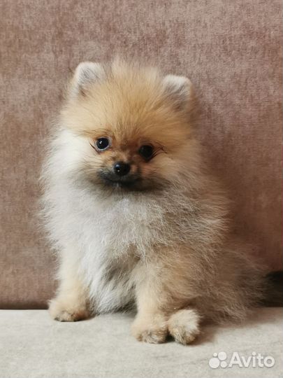 Мини померанцы