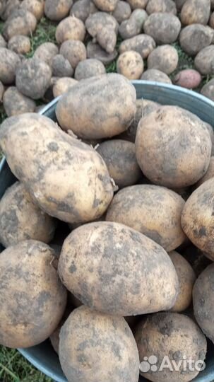 Продам картофель на корм скоту. 50р.в