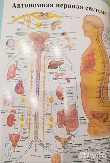 Массажная кровать ceragem