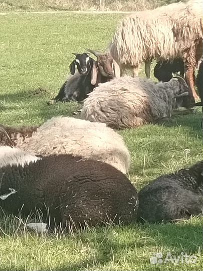 Овцы бараны