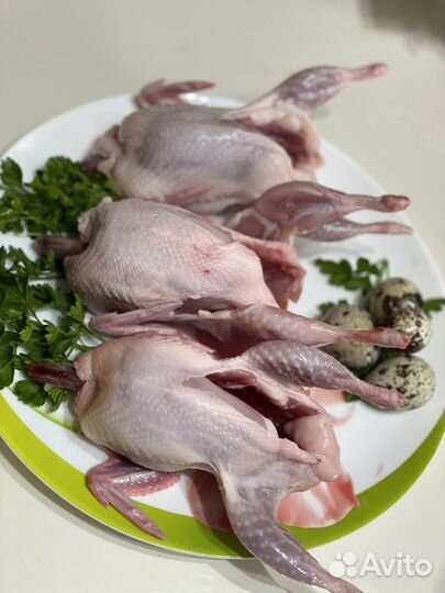 Перепела, перепелиные яйца