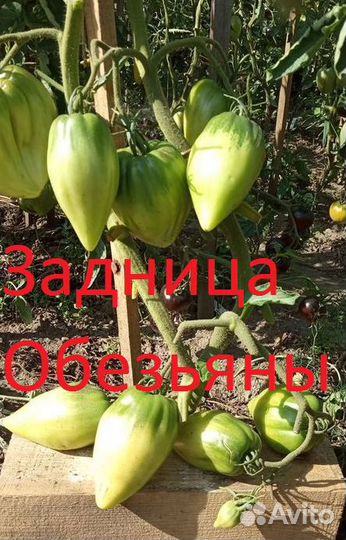 Семена коллекционных томатов