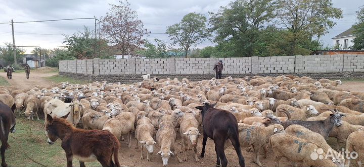 Овцы бараны