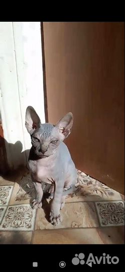 Канадский сфинкс котенок мальчик