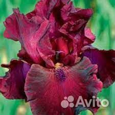 Бородатые ирисы