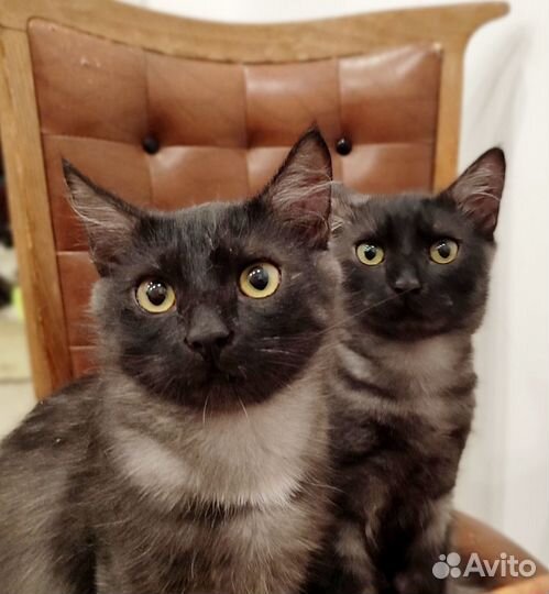 Котики-подростки в добрые руки